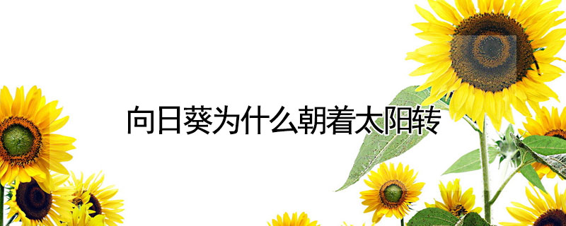 向日葵為什么朝著太陽轉