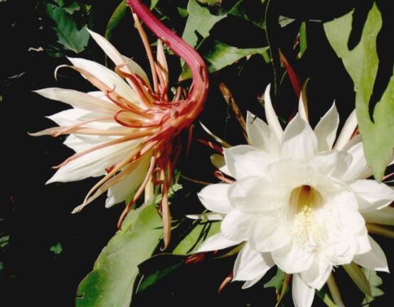 曇花怎么養(yǎng)，注意盆土是關(guān)鍵/肥水要合理