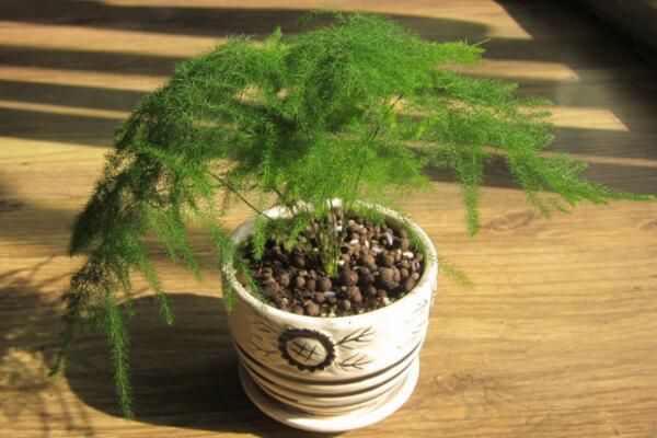 文竹黃葉怎么辦，找到黃葉原因及時進行處理