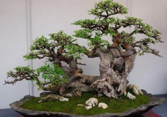 榕樹的養(yǎng)殖方法，土壤的選擇和施肥方法很重要