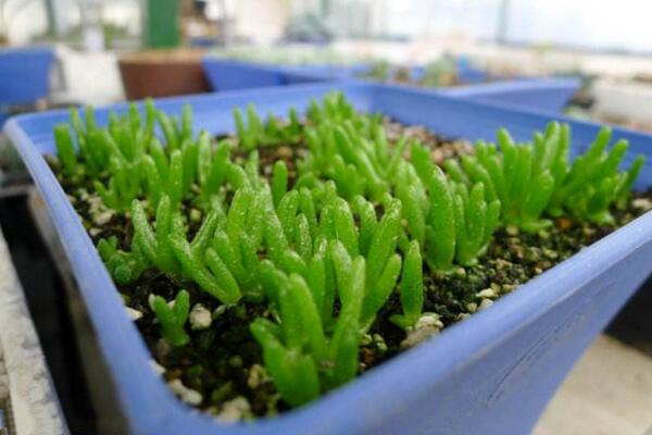 碧光環(huán)怎么種植，4步即可完成碧光環(huán)的種植