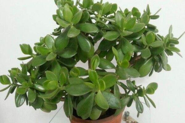 玉樹葉子發(fā)黃的處理方法，四種原因以及處理方法