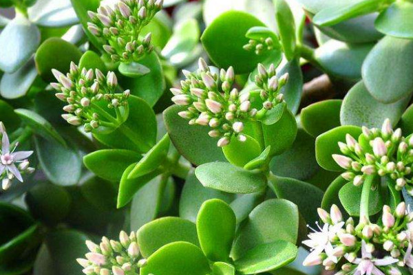 玉樹怎么修剪，不同時(shí)期修剪側(cè)重不同