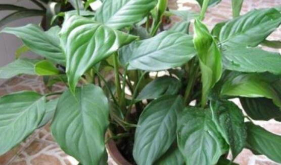 萬年青開花代表什么，富貴吉祥,健康長壽