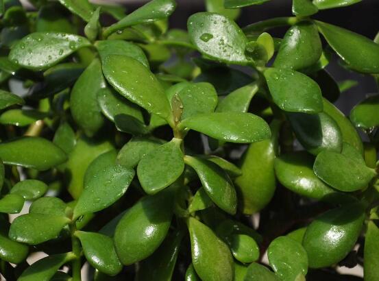 玉樹常見(jiàn)的病蟲害防治，教你四種辦法簡(jiǎn)單學(xué)會(huì)