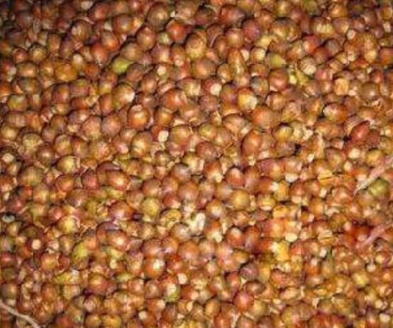 紅豆杉種子怎么種，做好這四點(diǎn)就會(huì)生根發(fā)芽