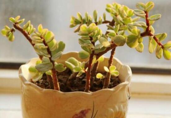 雅樂之舞葉片發(fā)皺是怎么回事，主要有三種原因造成(光照/溫度/澆水)