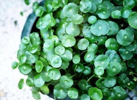 銅錢草的風(fēng)水作用是什么，銅錢草的功效與作用