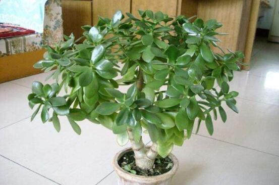 燕子掌怎么修剪，春季最佳/剪除枝條枝葉(瘦病枯)