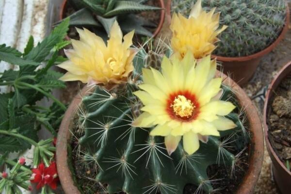 仙人球?yàn)槭裁戳栏? src="/nongchan/d/file/20201223/24y25odlt25.jpg" style="width: 800px; height: 320px;" / data-37sO="37hIQY"></p>
<p data-trSO="RNIMHi">
	在養(yǎng)殖仙人球的時(shí)候，若是有爛根現(xiàn)象就要及時(shí)修剪處理，在修剪完后就要用多菌靈或高錳酸鉀溶液消毒處理，并擺放在陰涼通風(fēng)處晾根，這樣讓根系上的傷口干燥愈合，以免傷口遇到潮濕的土壤發(fā)生腐爛。</p>
<p data-lJKw="dwo5uA">
	<strong data-Ikj1="JRjVxR">一、仙人球養(yǎng)護(hù)管理</strong></p>
<p data-U5IV="PFMaYt">
	<img alt=