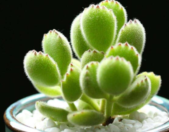 熊童子開花寓意，一片生機(jī)勃勃的綠色景象(美好寓意)