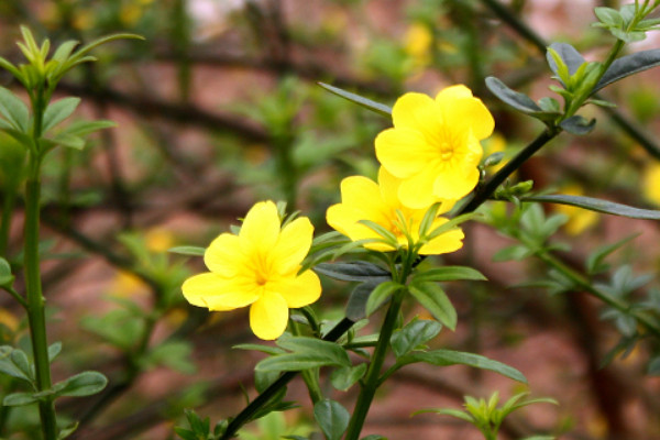 迎春哪個(gè)品種開(kāi)花時(shí)間長(zhǎng)