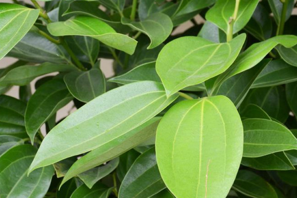 平安樹葉子干枯是怎么回事，環(huán)境變化過大要養(yǎng)護(hù)一段時(shí)間