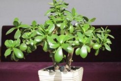 燕子掌移栽要澆水嗎，根據(jù)土壤的干濕度判斷是否要澆水