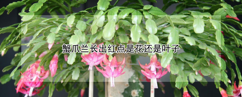 蟹爪蘭長出紅點(diǎn)是花還是葉子