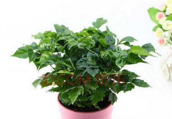 幸福樹的葉子全蔫了，從4個(gè)方面解決出現(xiàn)的問題