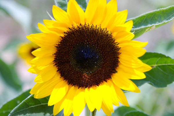 向日葵為什么總是向著太陽(yáng)