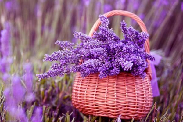 哪個(gè)品種的薰衣草最好，推薦以下幾種薰衣草