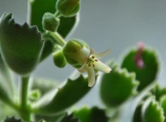 熊童子開花會(huì)死嗎，不會(huì)/適當(dāng)遮陰、及時(shí)降溫