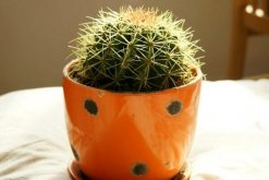 仙人球和仙人掌的區(qū)別，它們只是外觀不同而已