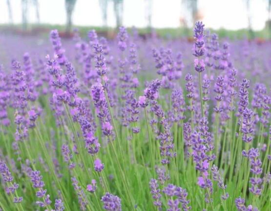 薰衣草與鼠尾草的區(qū)別，教你四種方法可變成火眼金睛