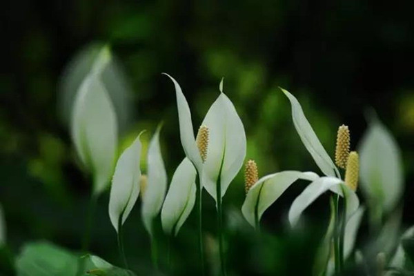 一帆風(fēng)順葉尖發(fā)黃干枯怎么辦，及時(shí)提供光照補(bǔ)充水分