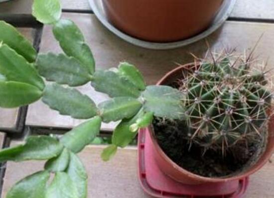 仙人球怎么繁殖，仙人球的扦插方法