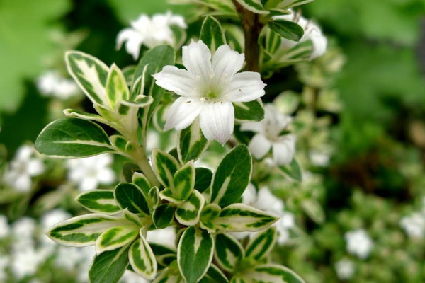 六月雪怎樣澆水養(yǎng)護(hù)