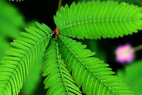 含羞草幼苗怎么養(yǎng)