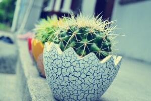 仙人球有毒嗎，仙人球的刺扎了怎么辦