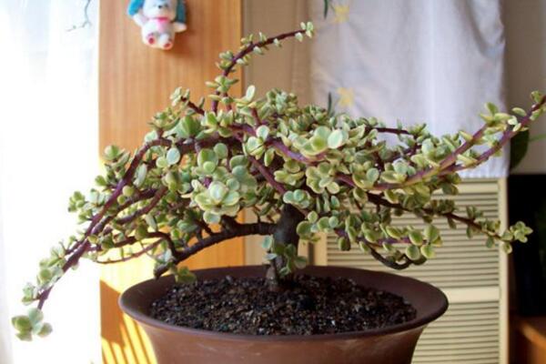 雅樂之舞用什么盆養(yǎng)好，泥制花盆的性價比最高