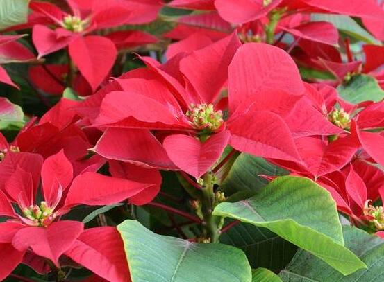 一品紅多久澆一次水，不同季節(jié)不同澆水量(澆則澆透)