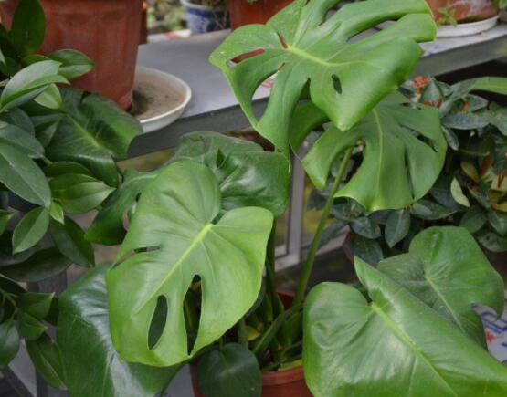 龜背竹用深盆還是淺盆，透氣性強深盆為主(陶盆/紫砂盆/泥瓦盆)