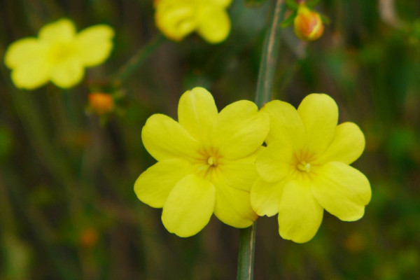 迎春花小苗什么時(shí)候移栽好