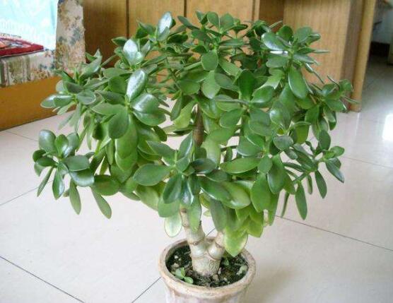 燕子掌用大盆還是小盆，大株用大一號盆/小株用小一號盆