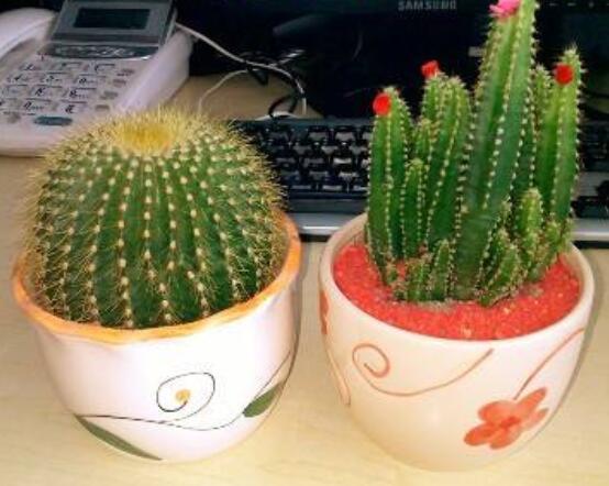 小仙人球的養(yǎng)殖方法和注意事項，老農(nóng)詳解七大最有效養(yǎng)殖方法