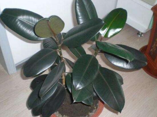 橡皮樹多久澆次水，橡皮樹怎么澆水