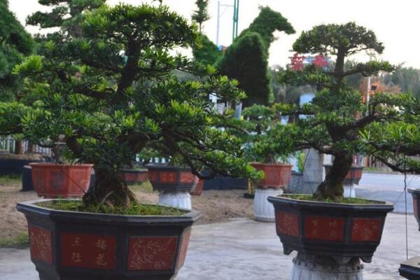 羅漢松盆景寓意，長壽的象征