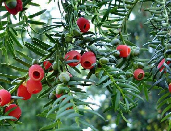 紅豆杉的養(yǎng)殖方法和注意事項，七大基本方法養(yǎng)殖郁郁蔥蔥