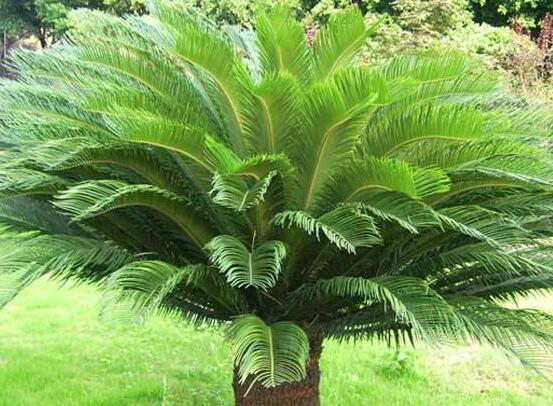 鐵樹的功效與作用，鐵樹全身皆為寶