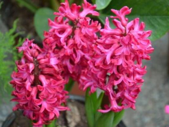 好看的風(fēng)信子圖片欣賞，姿色優(yōu)美，色彩艷麗