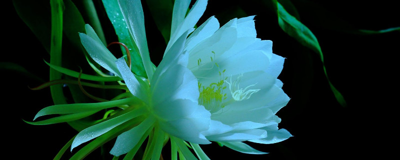 瓊花和曇花的區(qū)別