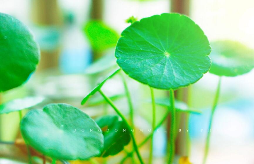 銅錢草怎么種，銅錢草土養(yǎng)的方法步驟