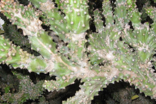 仙人樹怎么養(yǎng)殖方法