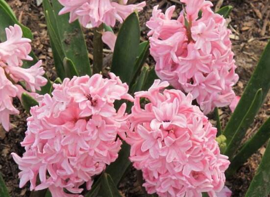 風信子夏季怎么處理，養(yǎng)護球莖/置于陰涼通風位置