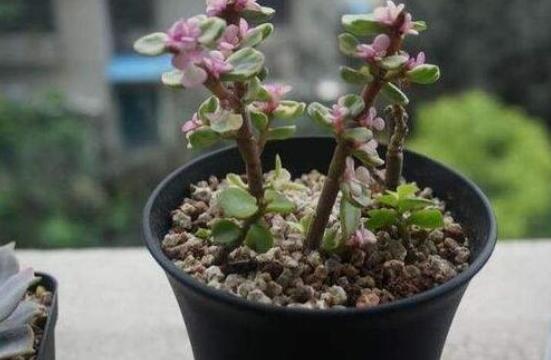 雅樂之舞怎么養(yǎng)能開花，只需要五個步驟花開爆盆