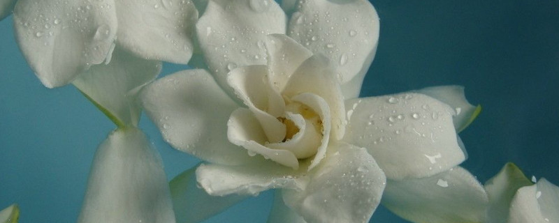 剛買的梔子花怎么養(yǎng)護