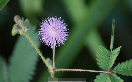 含羞草蔫了怎么辦，教你三種最直觀(guān)有效解決方法