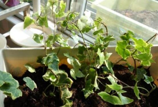 常春藤怎么扦插，做好六大要點(diǎn)存活率百分百