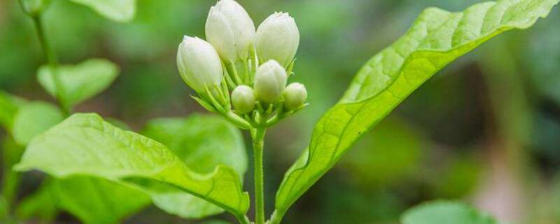 茉莉夏季怎么養(yǎng)護(hù)